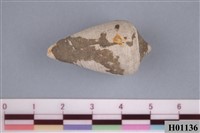 藏品(腹足類)的圖片